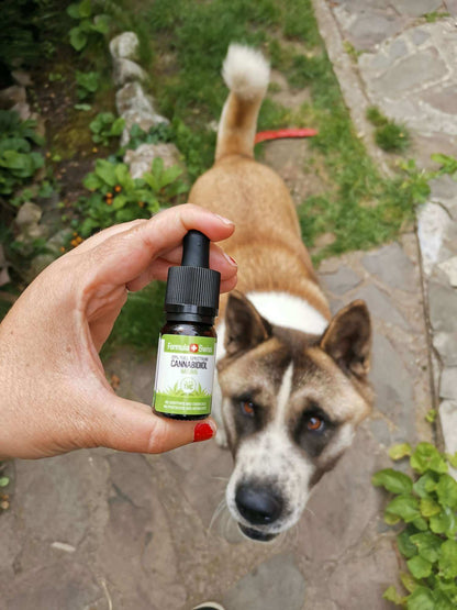 Hand holding a bottle of Formula Swiss CBD oil in MCT oil, natural, next to a dog